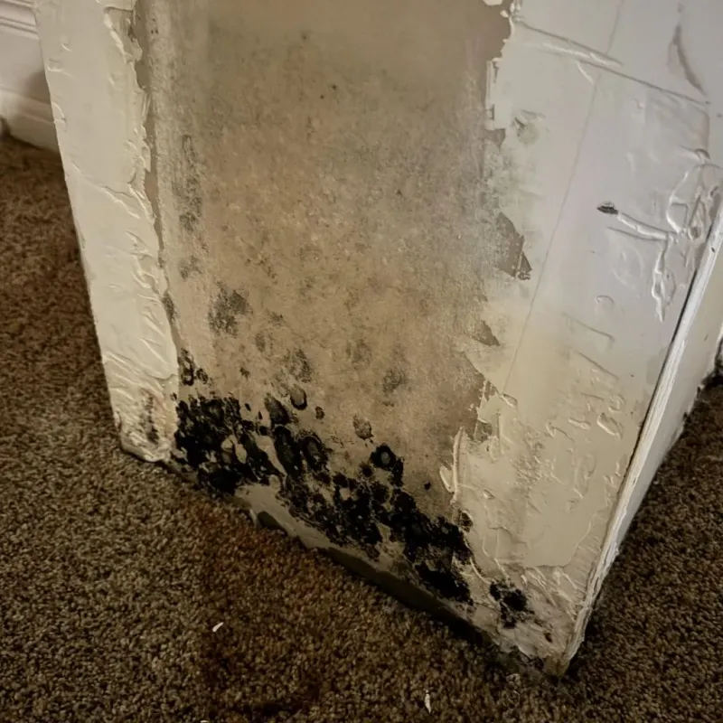Professional Mold Removal in Attica, IN